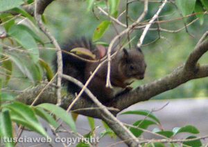 Viterbo - Uno scoiattolo vicino piazza del Teatro