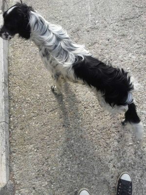 Trovato cane a Roccalvecce