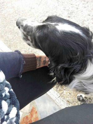 Trovato cane a Roccalvecce