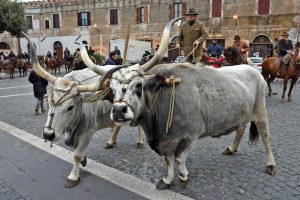 Montalto di Castro - Festeggiamenti in onore di sant'Antonio