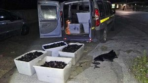 Civitavecchia - Finanza - Sequestrati ricci di mare
