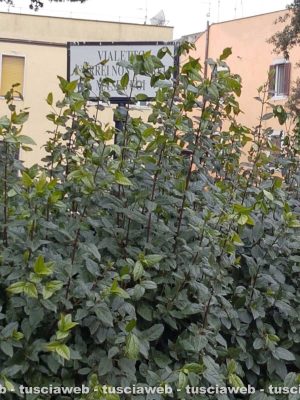 Viterbo - Pratogiardino Lucio Battisti