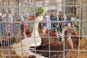 Viterbo - Sfilata di sant'Antonio - La benedizione degli animali in piazza del Comune