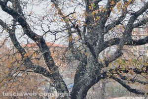 Viterbo - I primi fiocchi di neve