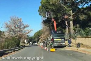Viterbo - Potatura degli alberi sulla Sammartinese
