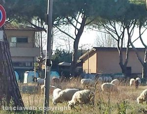 Le pecore a Tarquinia lido 