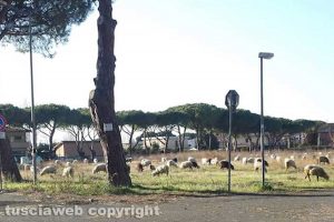 Le pecore a Tarquinia lido