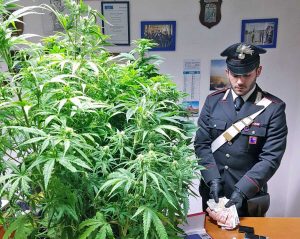 Carabinieri - La droga sequestrata