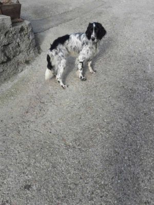Trovato cane a Roccalvecce