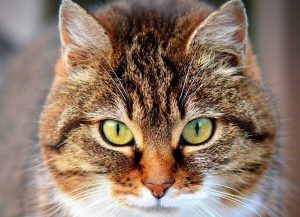 Un gatto