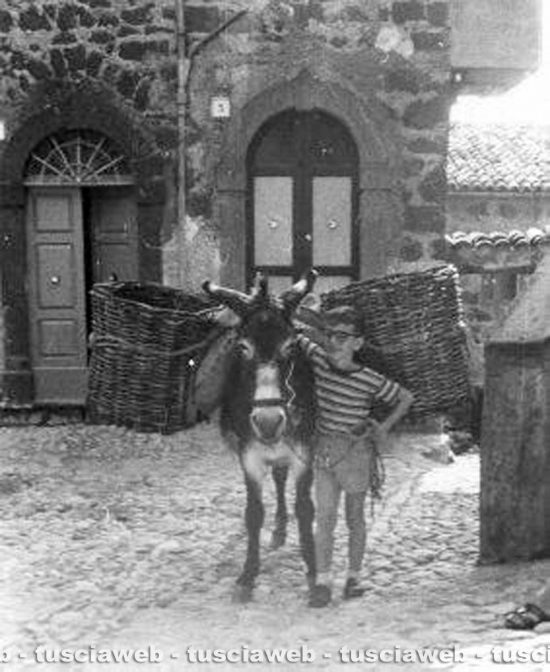 Viterbo - Come eravamo 1961 - Giuseppe Lupino e l'asina di suo padre