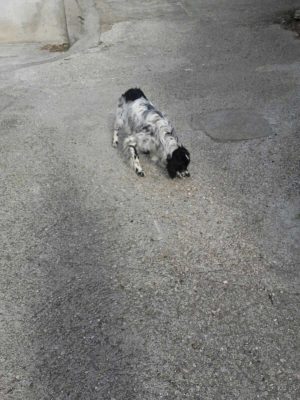 Trovato cane a Roccalvecce