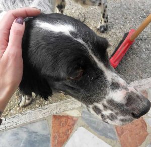 Trovato cane a Roccalvecce