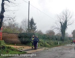 L'albero caduto a Fabrica di Roma 