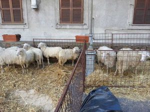 Le pecore