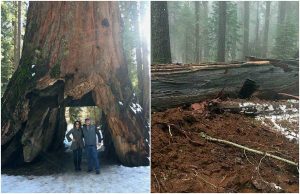 Sequoia abbattuta da violento temporale in California
