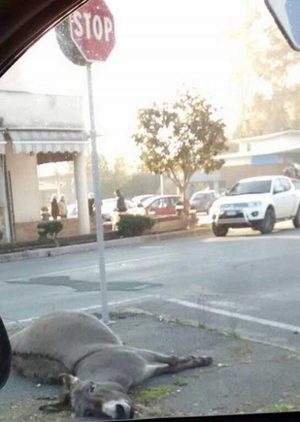 Civita Castellana - L'asino trovato morto in località Sassacci