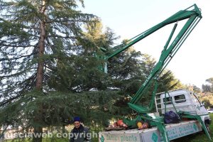 Viterbo - Via Monti Cimini - Disinfestazione dalle processionarie