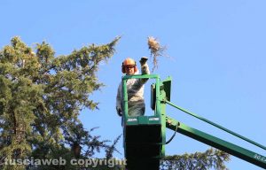 Viterbo - Via Monti Cimini - Disinfestazione dalle processionarie