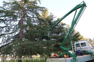 Viterbo - Via Monti Cimini - Disinfestazione dalle processionarie