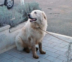 Tarquinia - Il cane salvato dalle guardie zoofile Aeopc e polizia