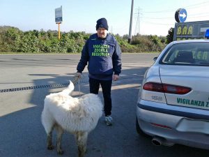 Tarquinia - Il cane salvato dalle guardie zoofile Aeopc e polizia 