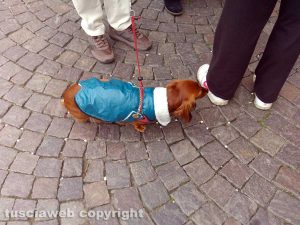La protesta in piazza del Comune per il Parco canile