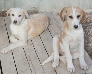 I cani dell'associazione Amici animali onlus