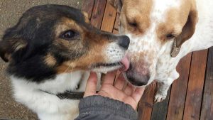 I cani dell'associazione Amici animali onlus