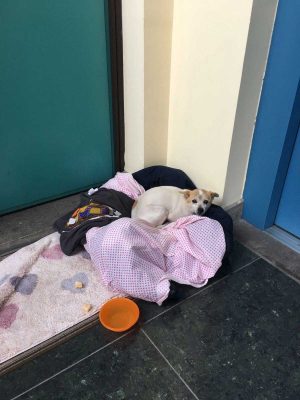 Cane smarrito in via San Bonaventura