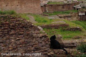 Roma - Un gatto nero inquilino dell'area sacra