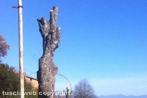Le potature a Soriano nel Cimino