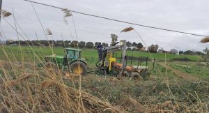Tarquinia - Il taglio degli alberi sulla Litoranea