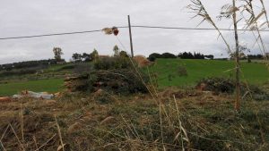 Tarquinia - Il taglio degli alberi sulla Litoranea
