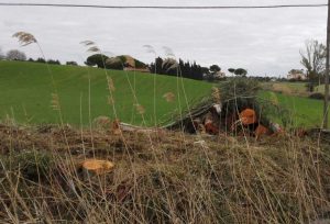 Tarquinia - Il taglio degli alberi sulla Litoranea