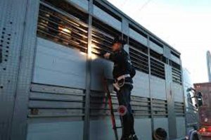 Viterbo - Verifiche e controlli della polizia sul trasporto di animali vivi