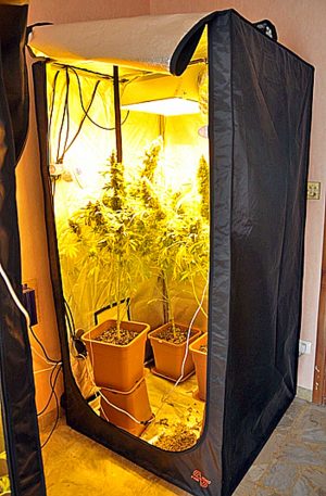 Viterbo - Operazione Peyote - Squadra mobile - La marijuana sequestrata