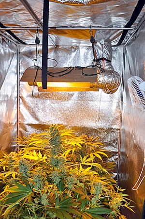 Viterbo - Operazione Peyote - Squadra mobile - La marijuana sequestrata