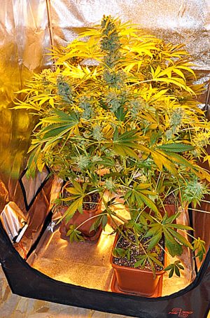 Viterbo - Operazione Peyote - Squadra mobile - La marijuana sequestrata