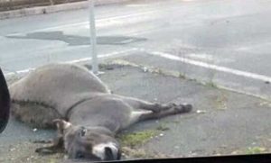 Civita Castellana - L'asino trovato morto in località Sassacci