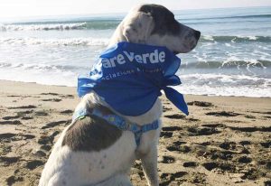Fare verde pulisce le spiagge