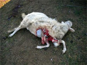 Un gregge colpito a Ischia di Castro