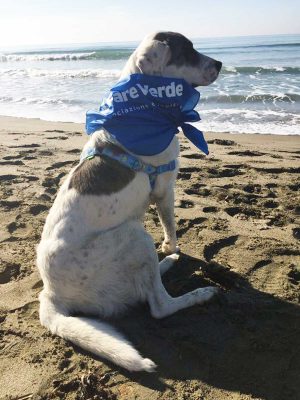 Fare verde pulisce le spiagge 