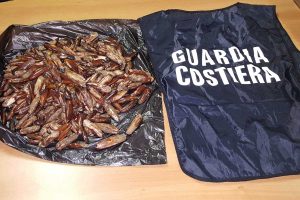 I datteri di mare sequestrati dalla capitaneria