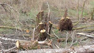 La via Francigena tra Capranica e Sutri 