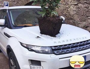Viterbo - Pianta sul cofano di un'auto a San Pellegrino