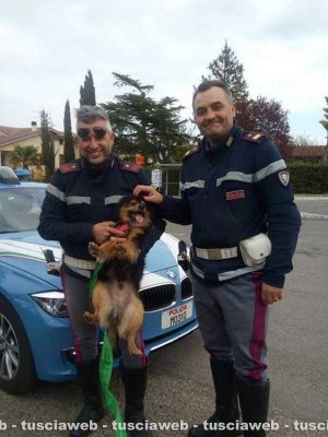 Viterbo - Poliziotti salvano cane in superstrada
