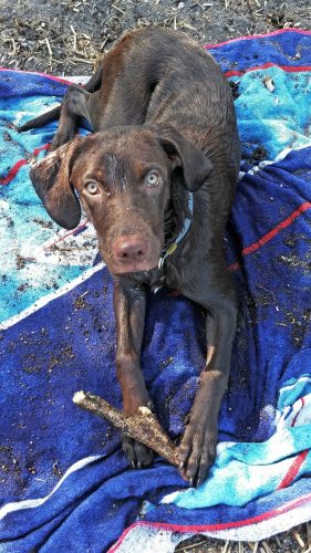 Il cane morto per avvelenamento