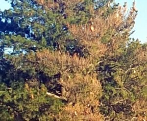 Processionarie su un albero