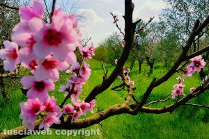 Corchiano - Esplosione di primavera